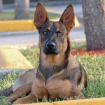 Köpek Irkları: Belçikalı Shepherd Malinois Köpek Irkları: Belçikalı Shepherd Malinois