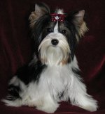 Köpeklerin cinsleri: Yorkshire terrier Köpeklerin cinsleri: Yorkshire terrier