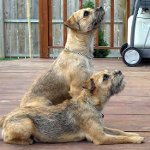 Köpeklerin cinsleri: border terrier