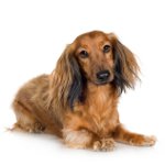 Köpek ırkları: uzun boylu dachshund