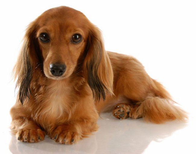 Köpek ırkları: uzun boylu dachshund