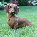 Köpek ırkları: düz saçlı dachshund Köpek ırkları: düz saçlı dachshund
