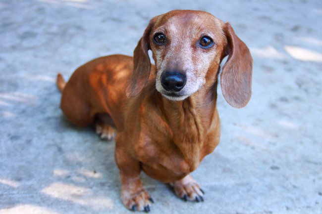 Köpek ırkları: düz saçlı dachshund