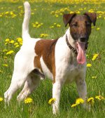 Köpek ırkları: yumuşak saçlı tilki terrier