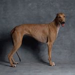 Köpeklerin cinsleri: Tazı