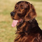 Köpek ırkları: İrlandalı Setter Köpek ırkları: İrlandalı Setter