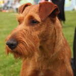 Köpek ırkları: İrlandalı Terrier Köpek ırkları: İrlandalı Terrier