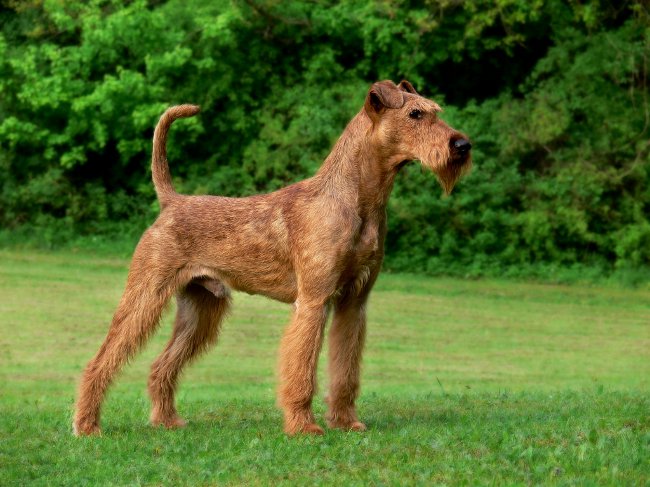 Köpek ırkları: İrlandalı Terrier