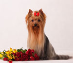 Köpeklerin ırkları. Yorkshire Terrier