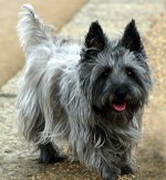 Köpeklerin cinsleri: çekirdek terrier