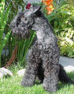 Köpeklerin cinsleri: kerry-blue terrier Köpeklerin cinsleri: kerry-blue terrier