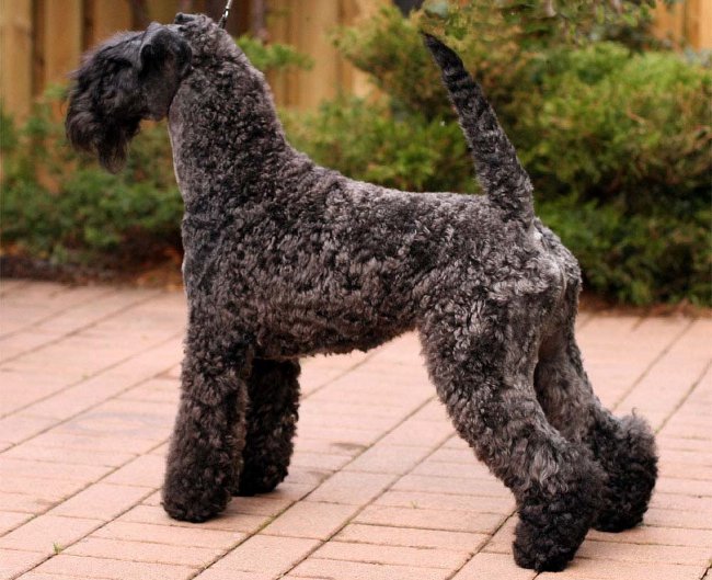 Köpeklerin cinsleri: kerry-blue terrier