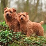 Köpek Irkları: Norfolk Terrier Köpek Irkları: Norfolk Terrier