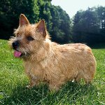 Köpeklerin cinsleri: Norwich Terrier