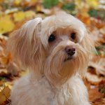 Köpeklerin cinsleri: St. Petersburg orkide