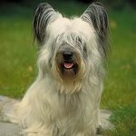 Köpek Irkları: Skye Terrier Köpek Irkları: Skye Terrier