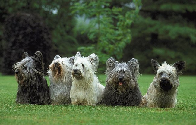 Köpek Irkları: Skye Terrier