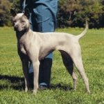 Köpeklerin cinsleri: Thai Ridgeback