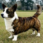 Köpek ırkları: Galce corgi hırka Köpek ırkları: Galce corgi hırka