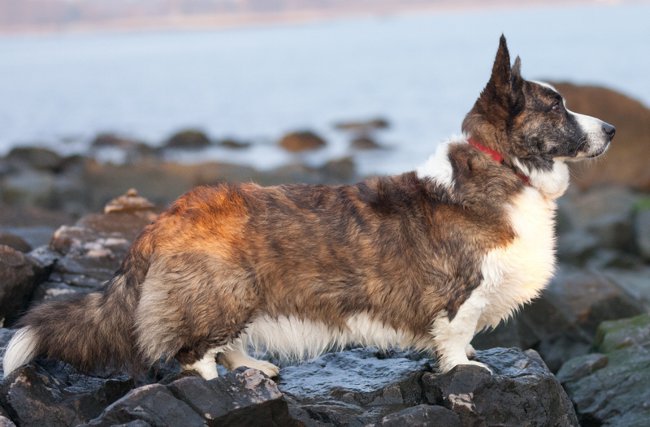 Köpek ırkları: Galce corgi hırka