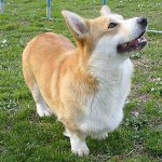 Köpeklerin cinsleri: galce corgi pembroke Köpeklerin cinsleri: galce corgi pembroke