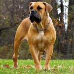 Köpek Irkları: Güney Afrika Boerboel Köpek Irkları: Güney Afrika Boerboel