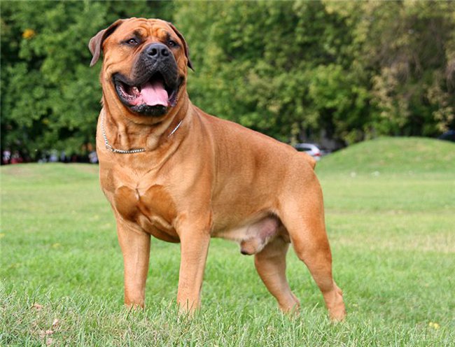 Köpek Irkları: Güney Afrika Boerboel