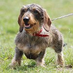 Köpeklerin cinsleri: kaba dachshund Köpeklerin cinsleri: kaba dachshund