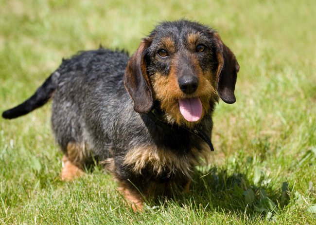 Köpeklerin cinsleri: kaba dachshund Köpeklerin cinsleri: kaba dachshund