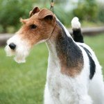 Köpek ırkları: kaba gözlü tilki terrier Köpek ırkları: kaba gözlü tilki terrier