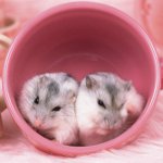 Hamsterlerin üremesi