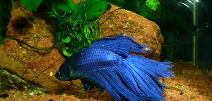 Cockfish: bakım, içerik, beslenme