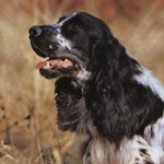 Rus av spaniel