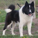 Rus-Avrupa Laika