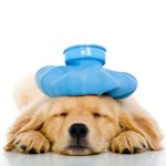 Köpekte kusma