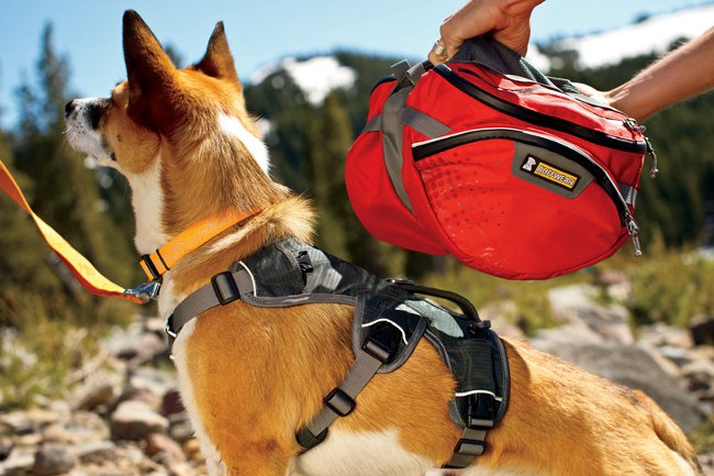 Köpek için sırt çantası