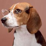 En akıllı köpek ırkları