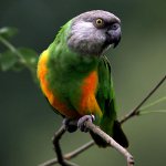 Senegal papağanı