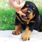 Köpek ısırıkları. Ne yapayım?