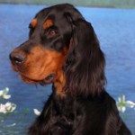 İskoç Setter (Gordon Setter)