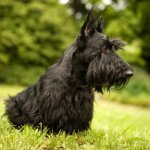 İskoç Terrier (Scotch Terrier)