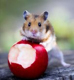 Suriye hamsterleri: evde altın tüyleri Suriye hamsterleri: evde altın tüyleri