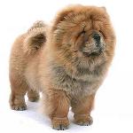 Chow Chow Dog: Özellikler ve Bakım