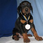 Köpek Doberman