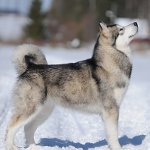 Malamute Köpek