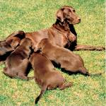 Doğumdan sonra köpek