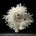 Köpek Mermileri Köpek Mermileri