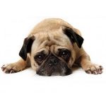 Köpek sızlar: ne yapmalı? Köpek sızlar: ne yapmalı?