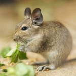 Degus içeriği Degus içeriği