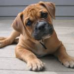 Orta cins köpekler Orta cins köpekler